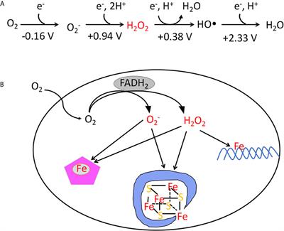 How Microbes Defend Themselves From Incoming Hydrogen Peroxide